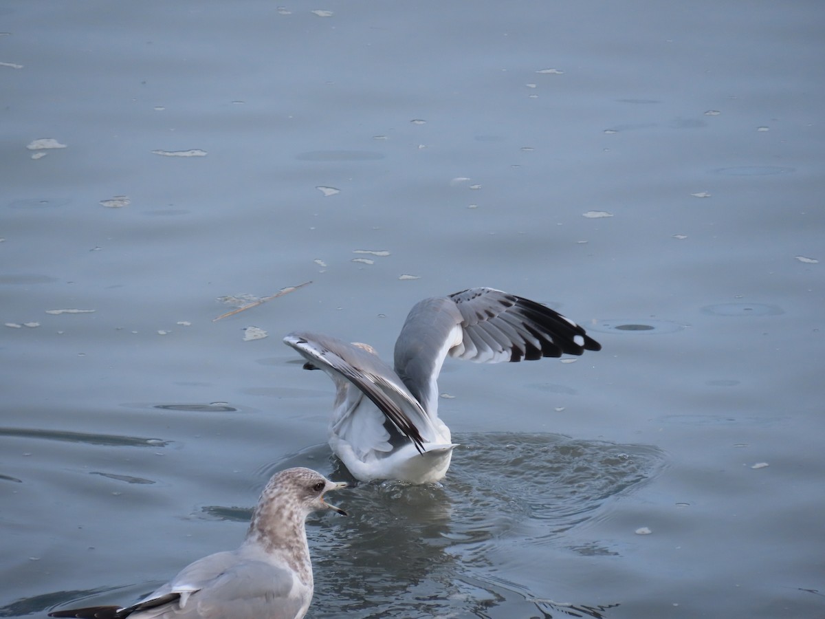 Short-billed Gull - ML641737741