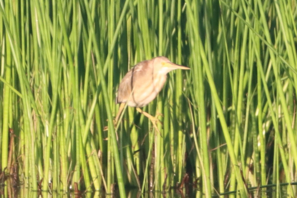Yellow Bittern - ML641737742