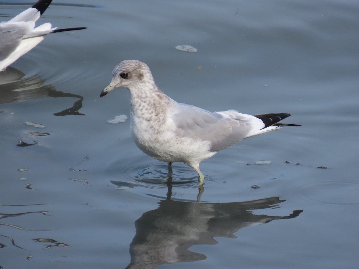 Short-billed Gull - ML641737751