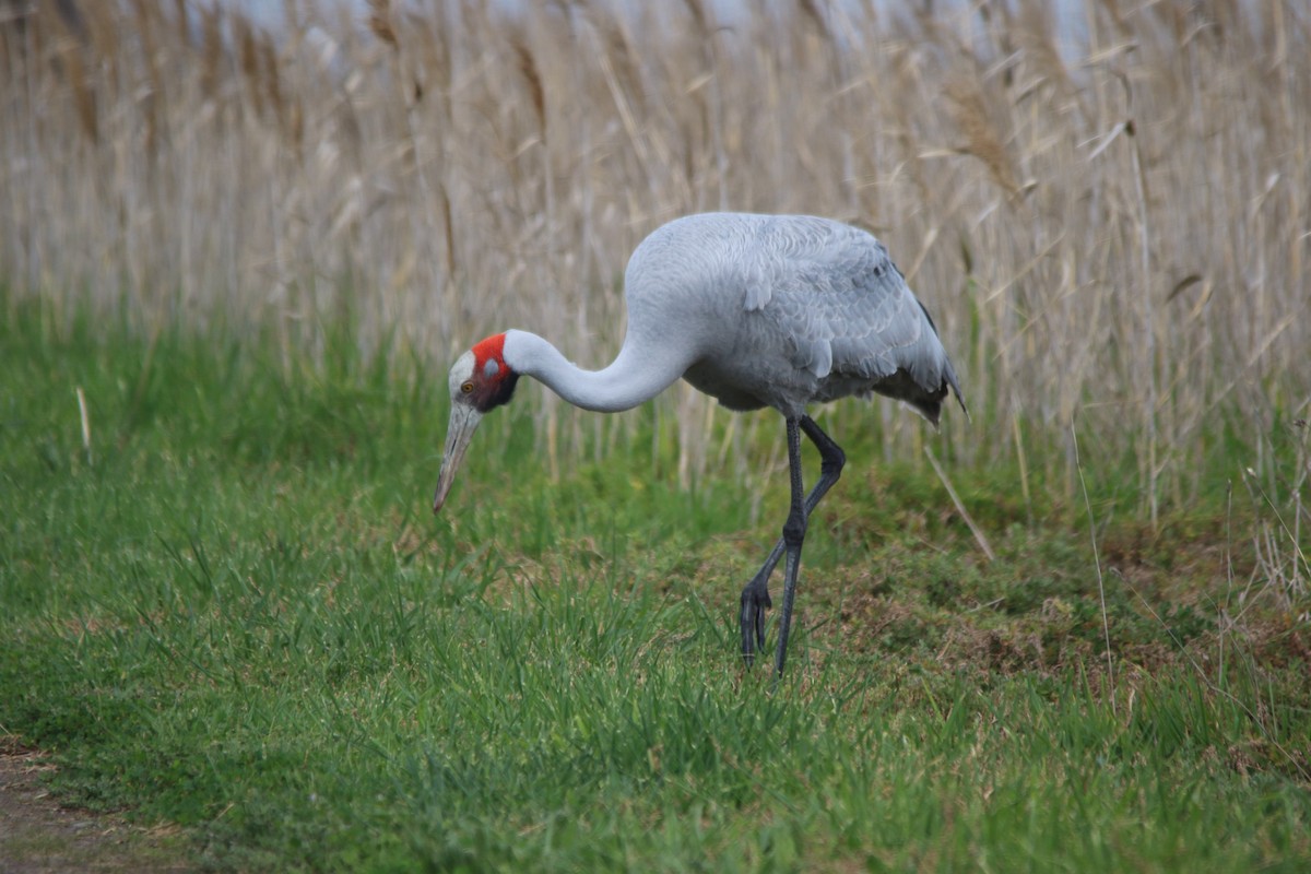 Brolga - ML641737756