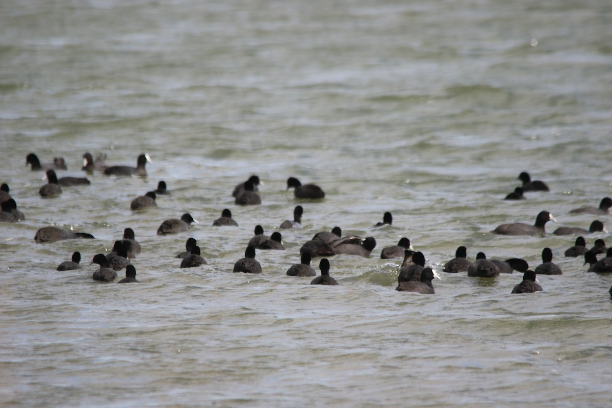 Eurasian Coot - ML641737767