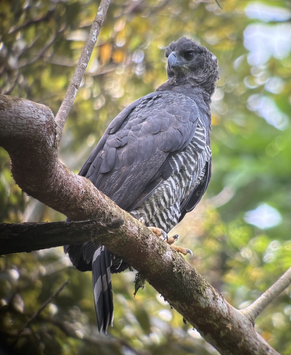 Crested Eagle - ML641737769