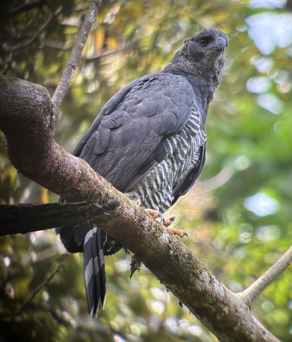 Crested Eagle - ML641737770