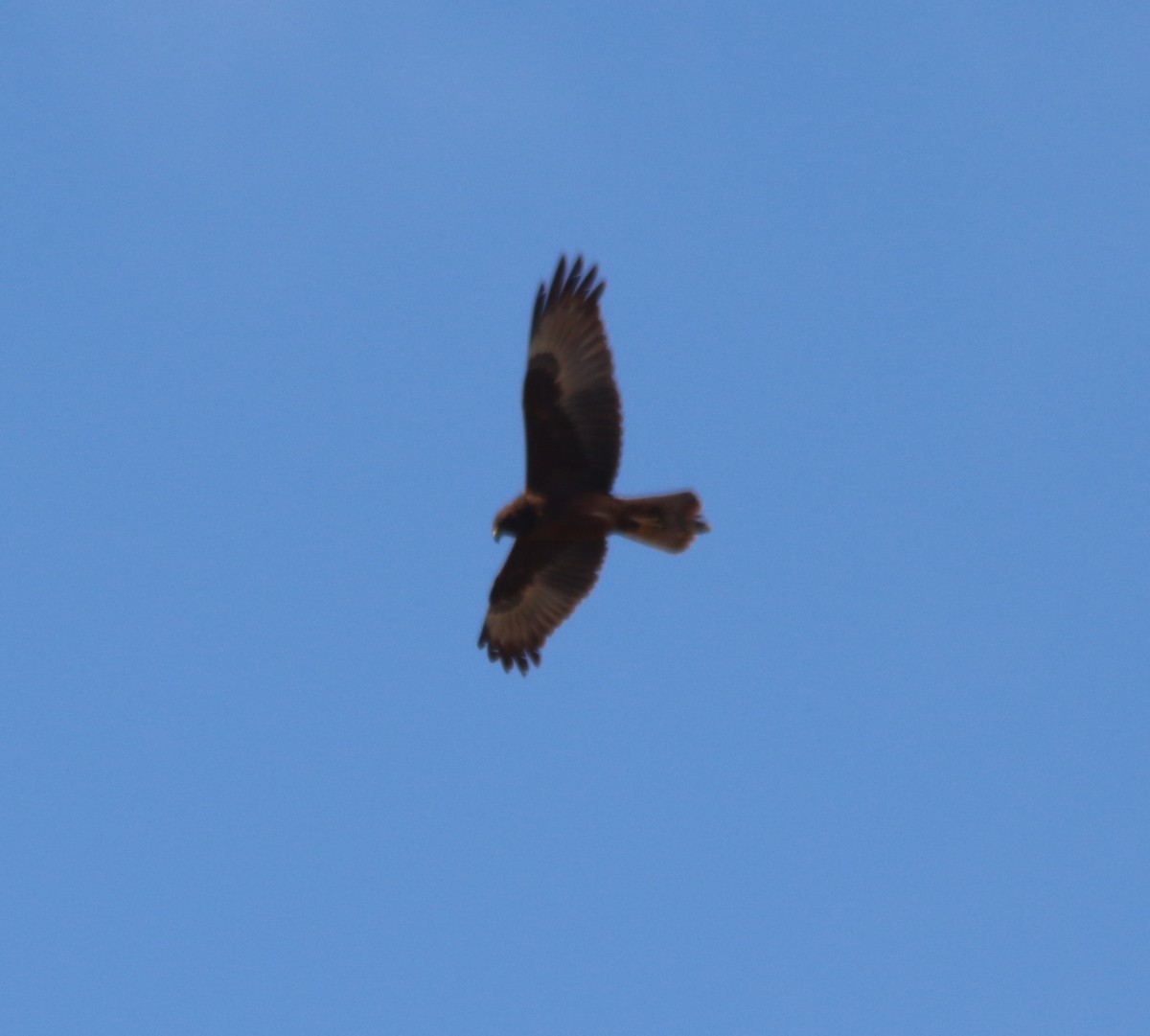 Swamp Harrier - ML641737772