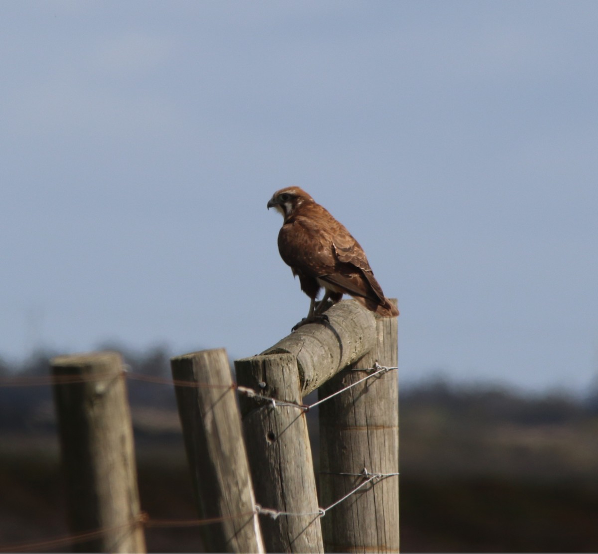 Brown Falcon - ML641737775