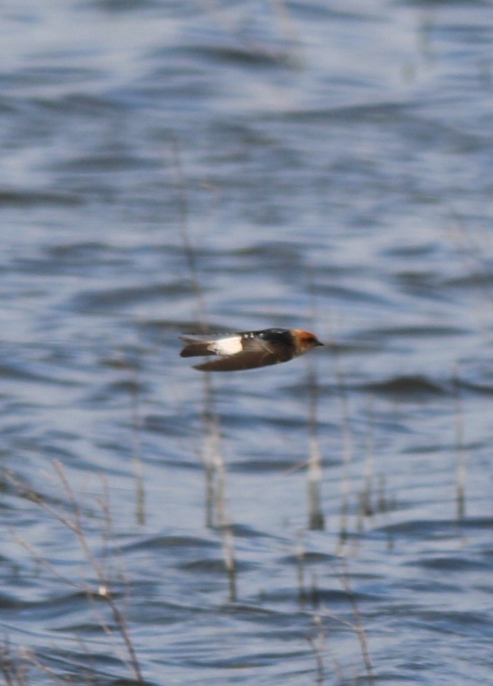 Fairy Martin - ML641737779