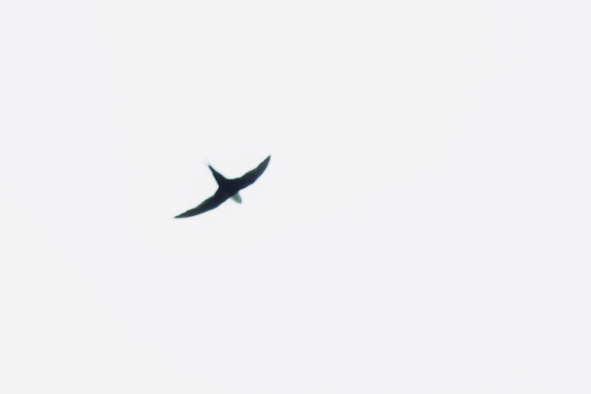 Lesser Swallow-tailed Swift - ML641737785