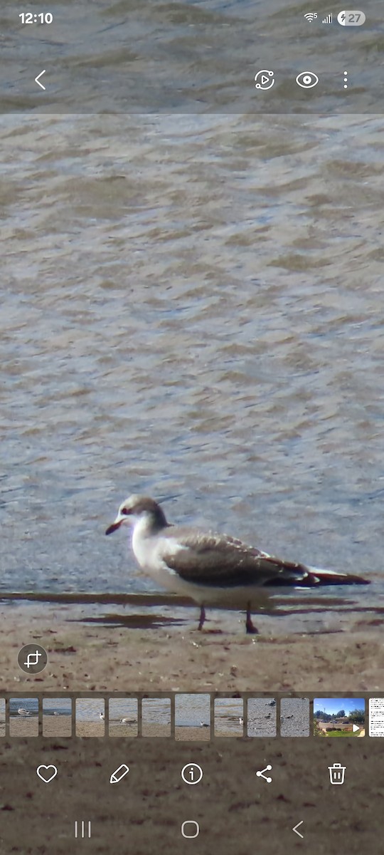 Mouette de Sabine - ML641737787