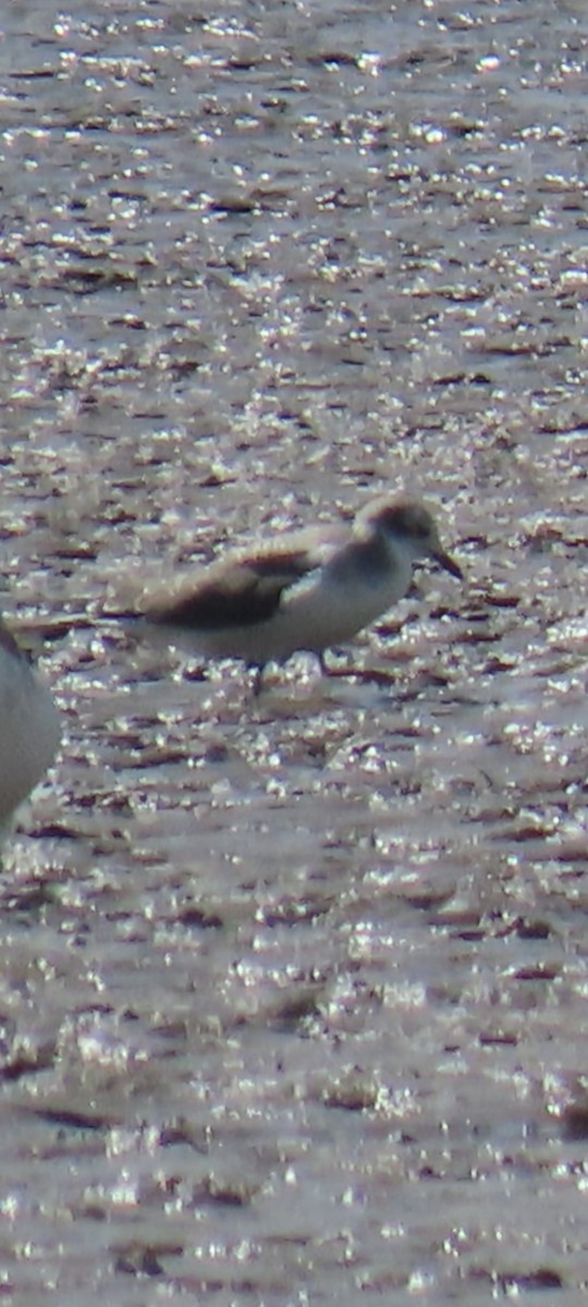 Mouette de Sabine - ML641737788