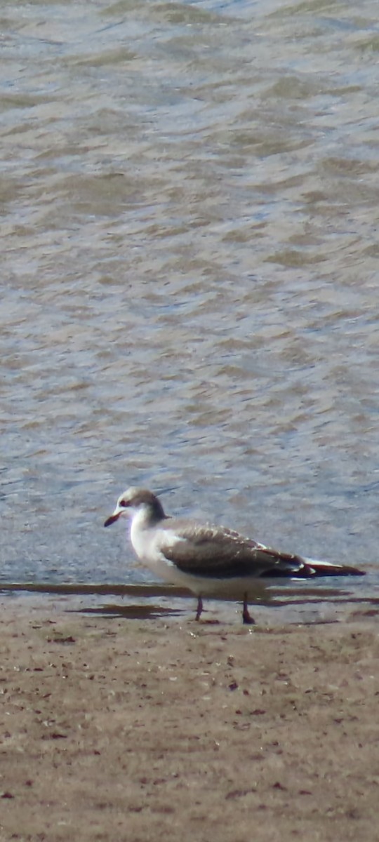 Mouette de Sabine - ML641737790