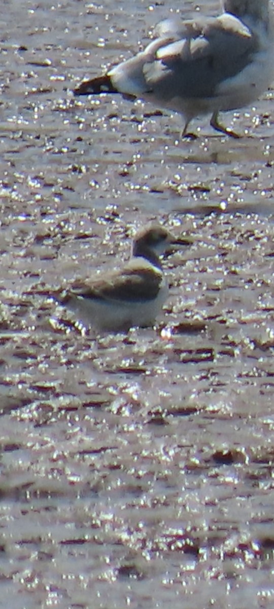 Mouette de Sabine - ML641737792