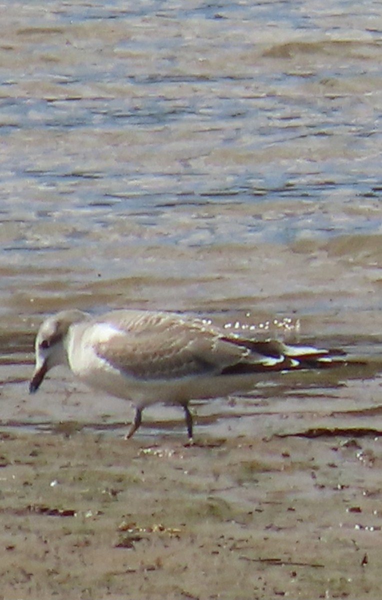 Mouette de Sabine - ML641737793