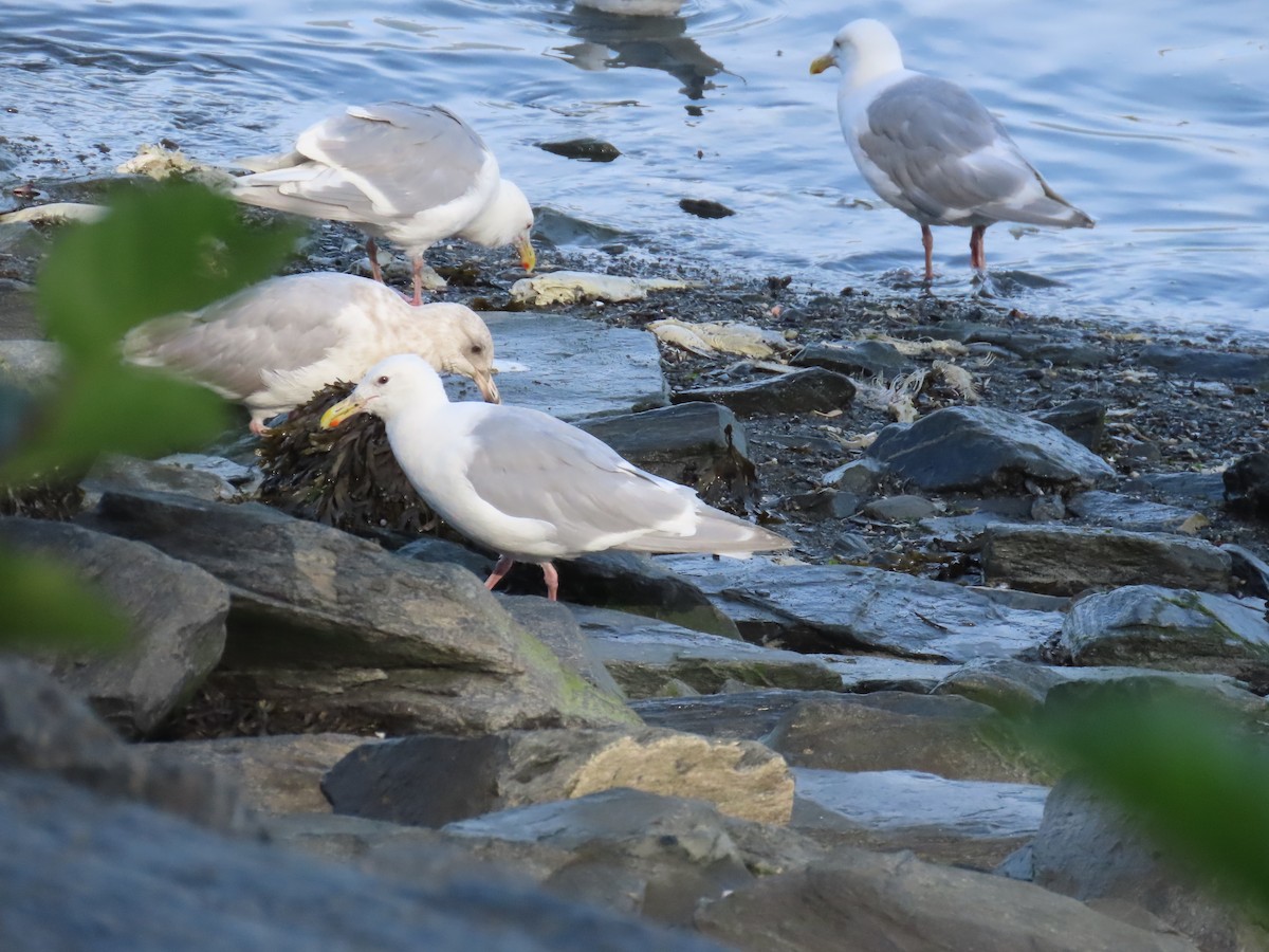 Glaucous-winged Gull - ML641737814