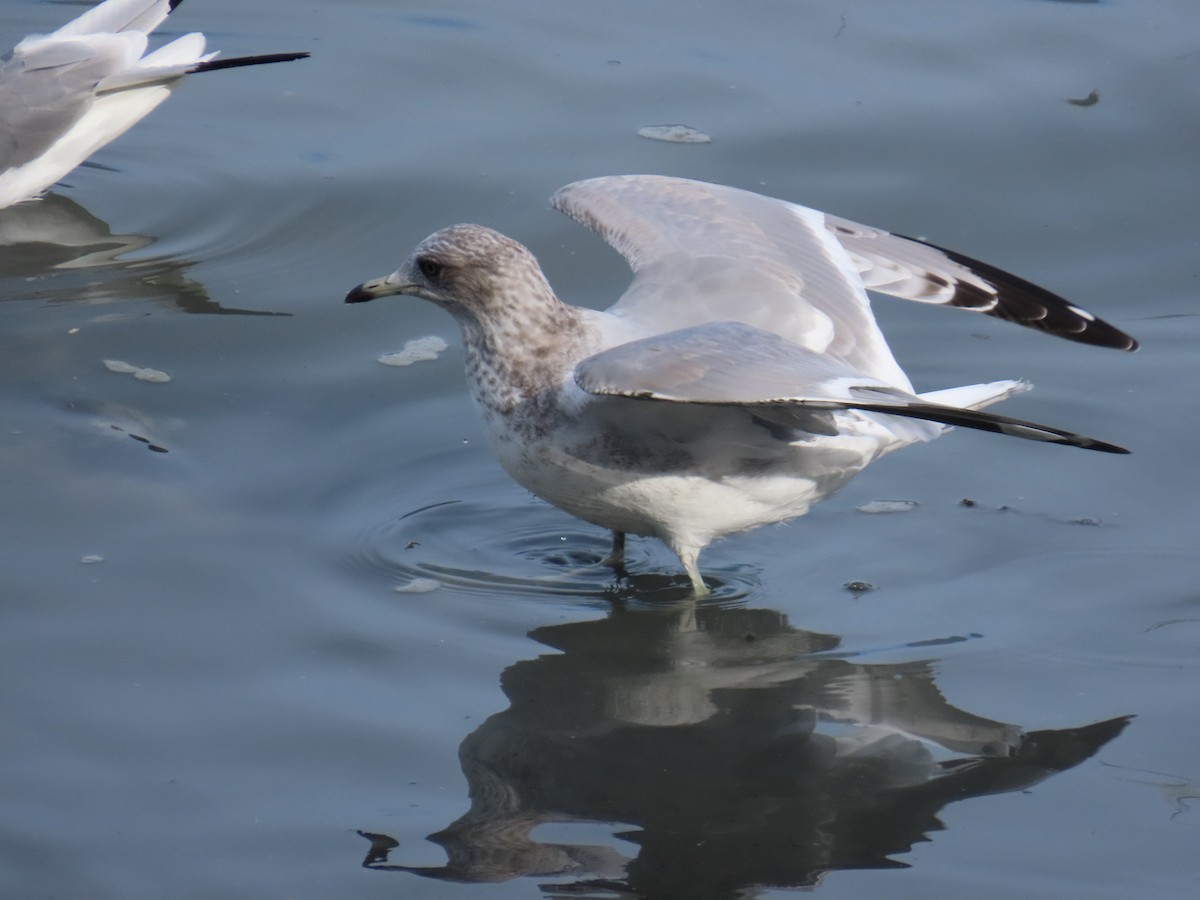Short-billed Gull - ML641737939