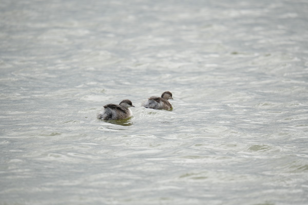 Hoary-headed Grebe - ML641737967
