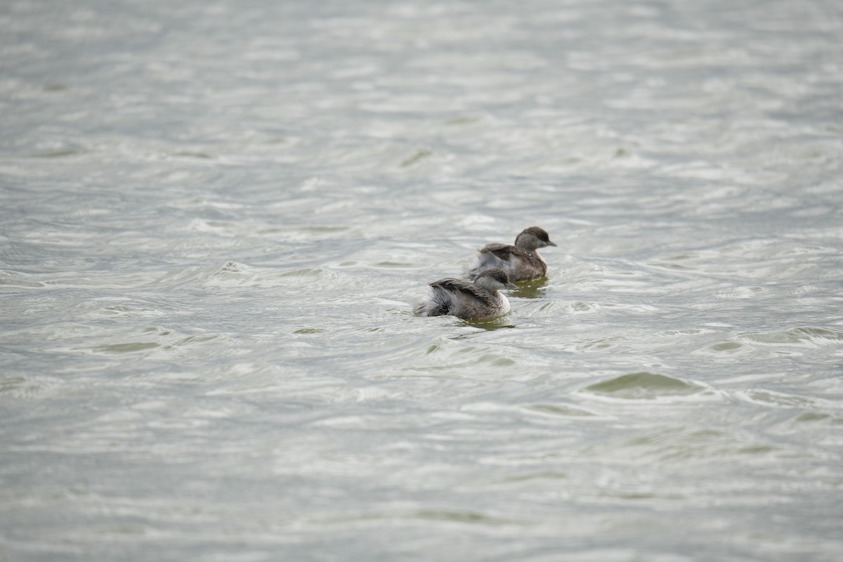 Hoary-headed Grebe - ML641737968