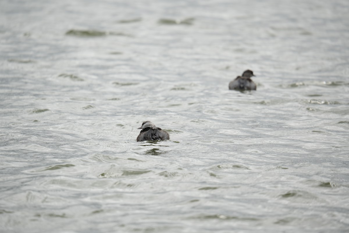 Hoary-headed Grebe - ML641737969