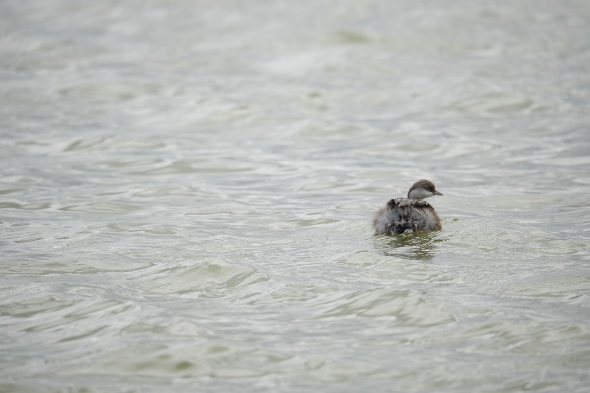 Hoary-headed Grebe - ML641737970