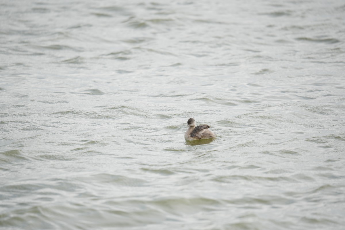 Hoary-headed Grebe - ML641738022