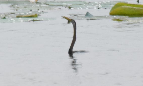 Oriental Darter - ML641738072