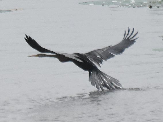 Oriental Darter - ML641738084