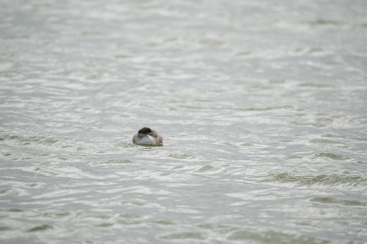 Hoary-headed Grebe - ML641738096