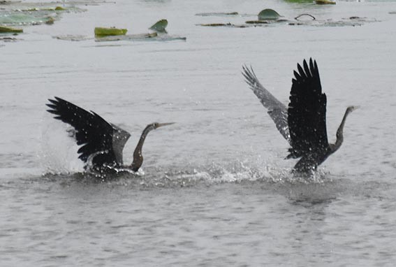 Oriental Darter - ML641738097