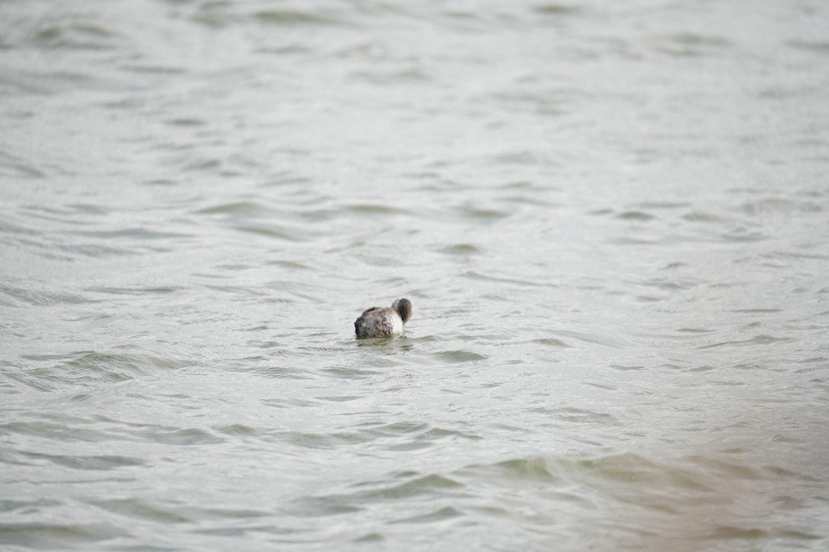 Hoary-headed Grebe - ML641738108