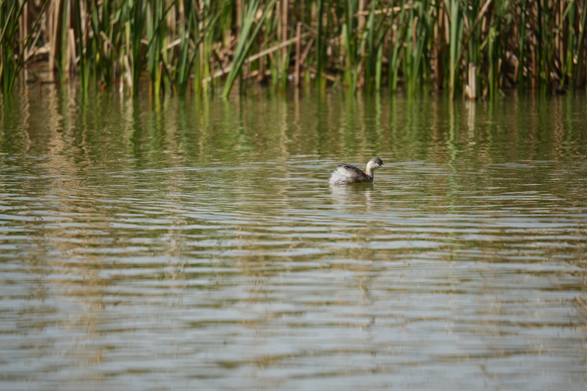 Hoary-headed Grebe - ML641738149