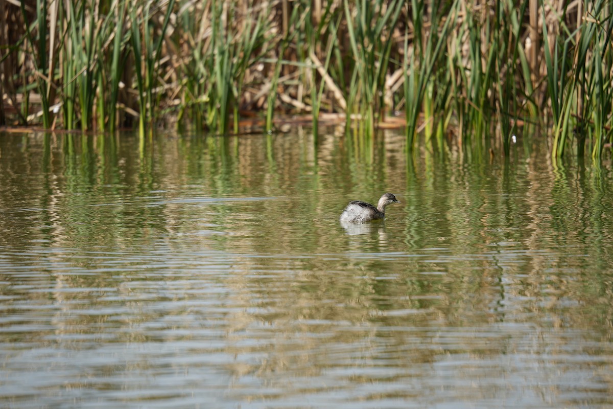 Hoary-headed Grebe - ML641738151