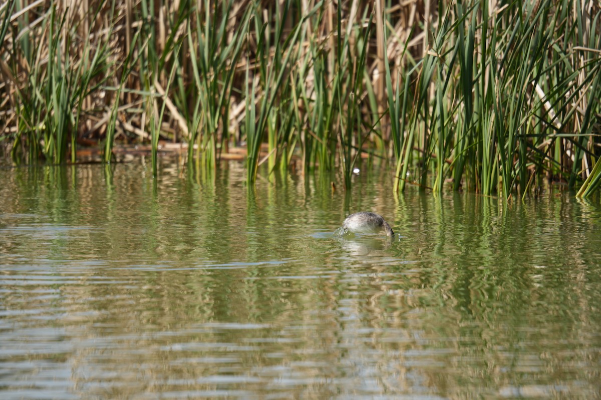 Hoary-headed Grebe - ML641738152