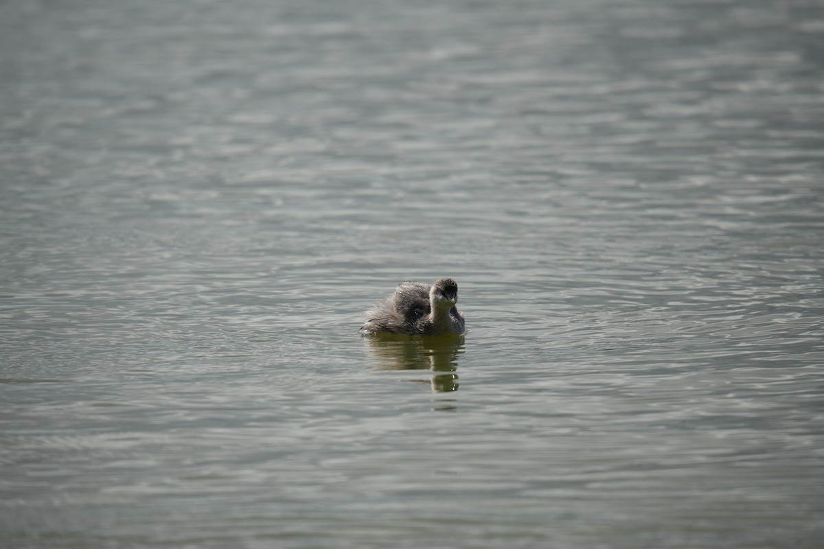 Hoary-headed Grebe - ML641738167