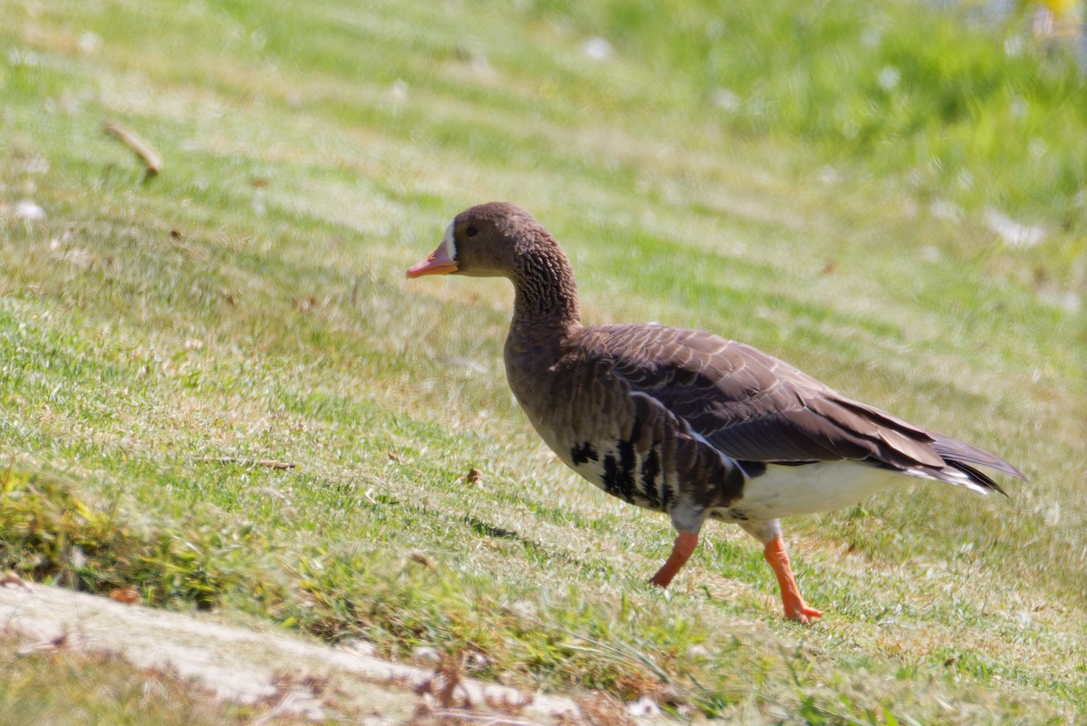 Greater White-fronted Goose - ML641738168
