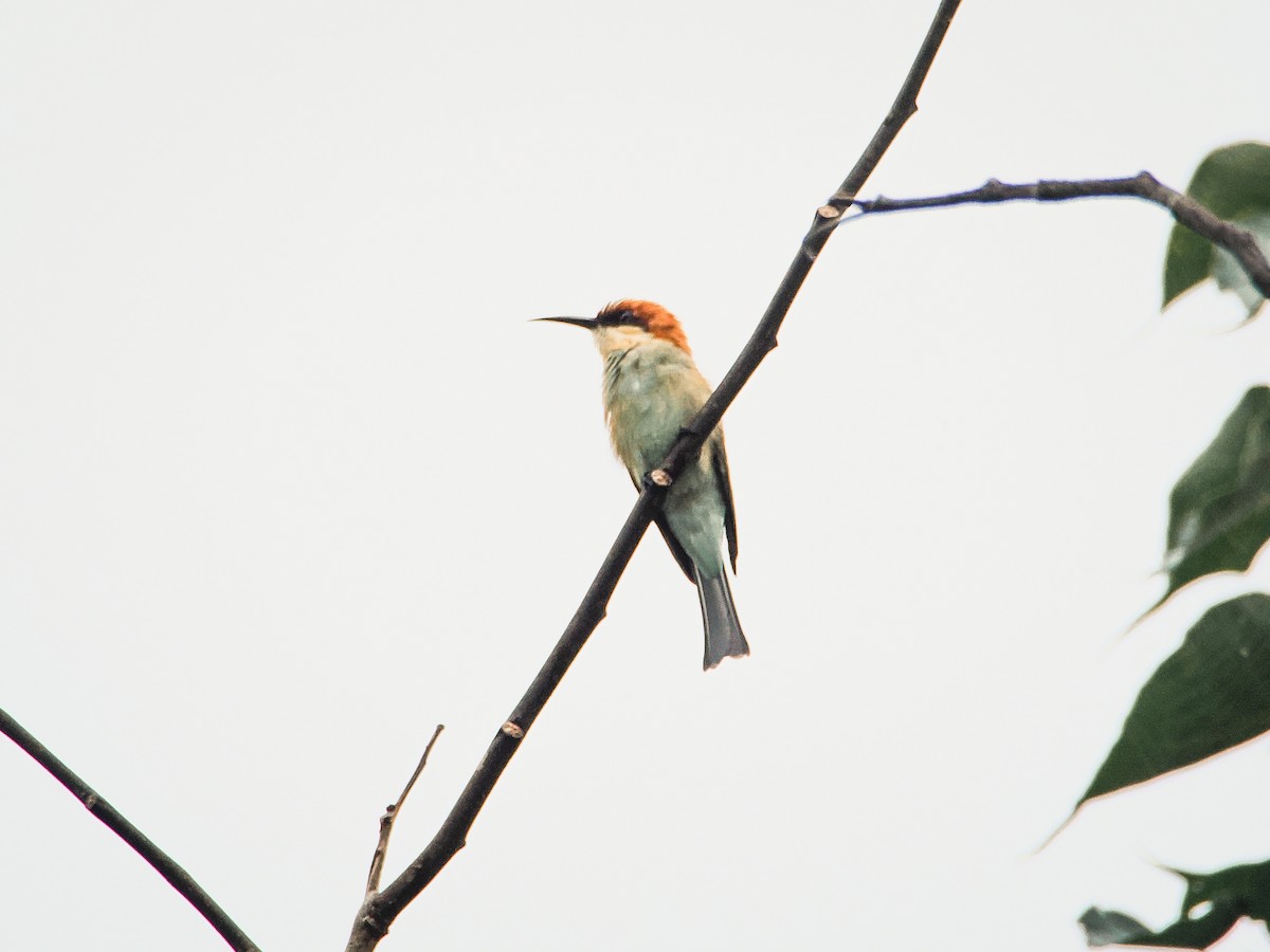 Chestnut-headed Bee-eater - ML641738195