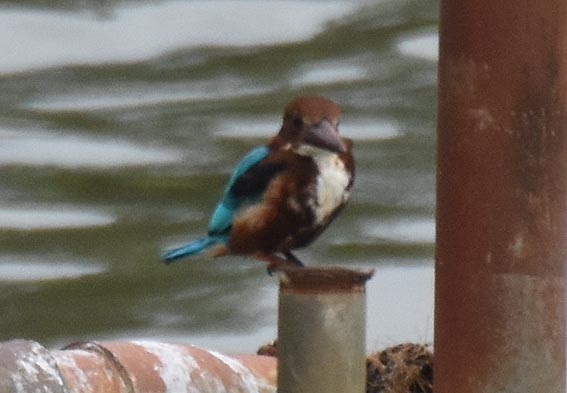 White-throated Kingfisher - ML641738208
