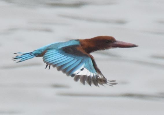 White-throated Kingfisher - ML641738209