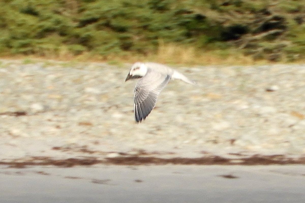Gull-billed Tern - ML641738215