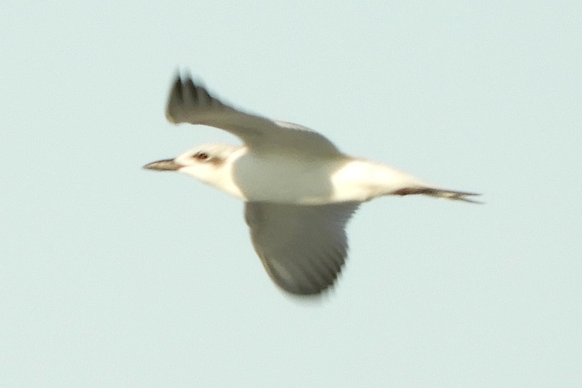 Gull-billed Tern - ML641738216