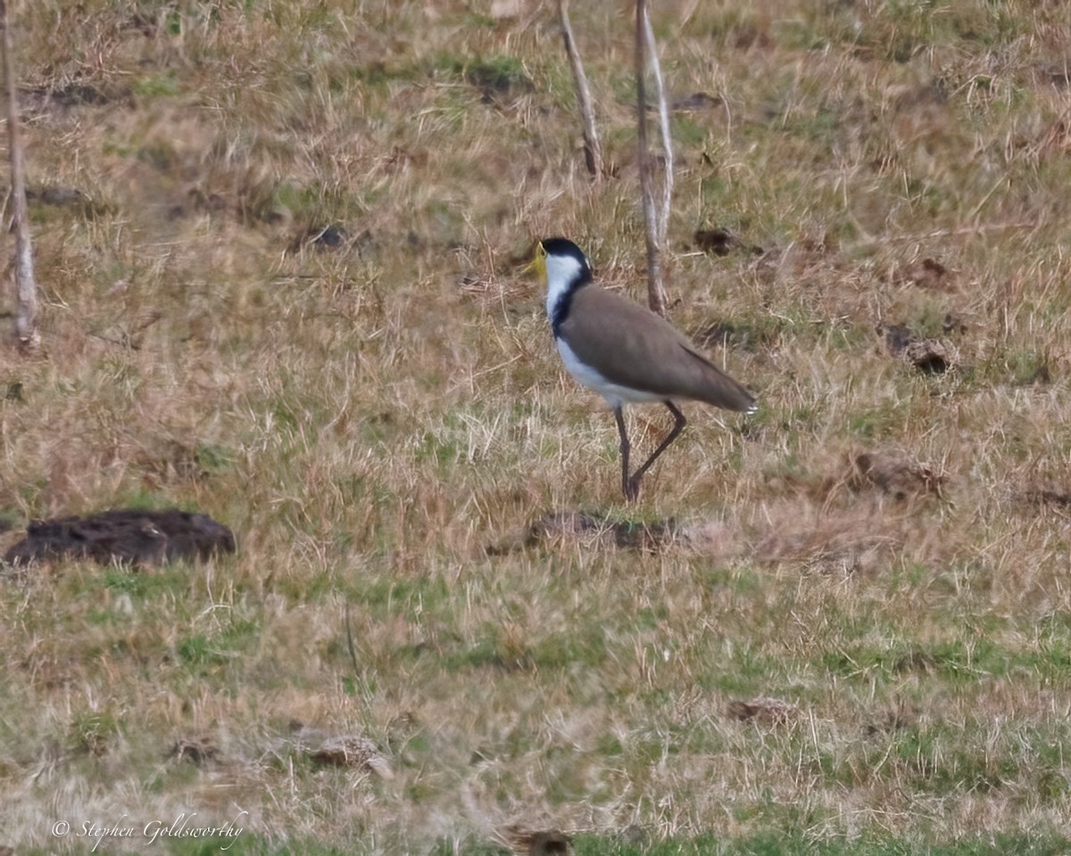 Masked Lapwing - ML641738217
