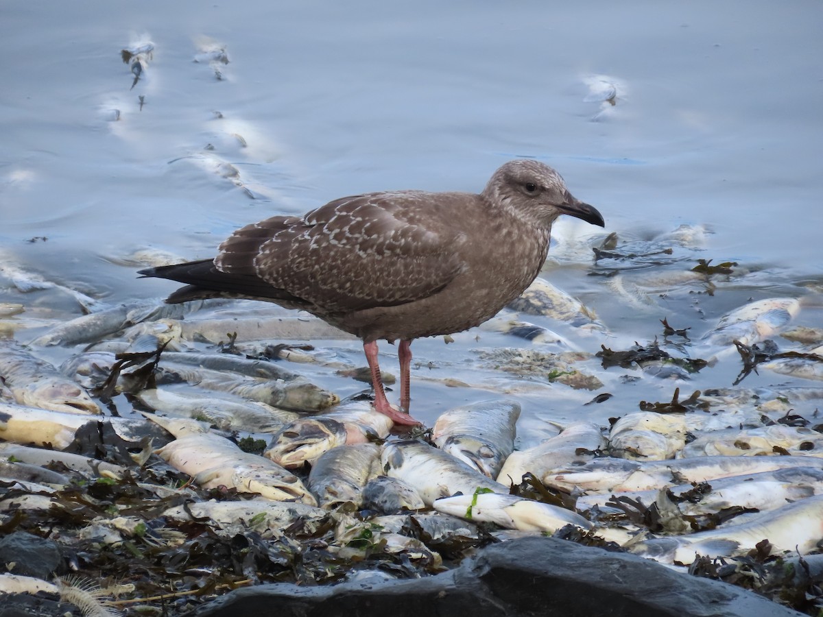American Herring Gull - ML641738218