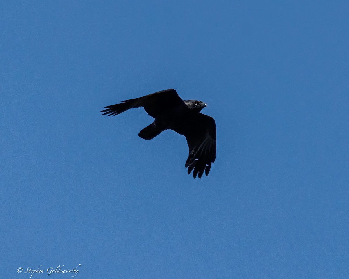 Torresian Crow - ML641738219