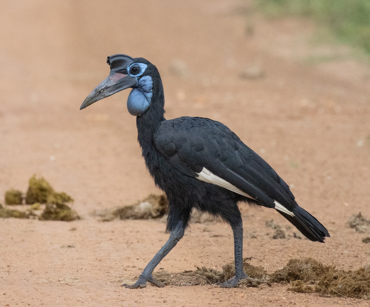 Abyssinian Ground-Hornbill - ML641738232