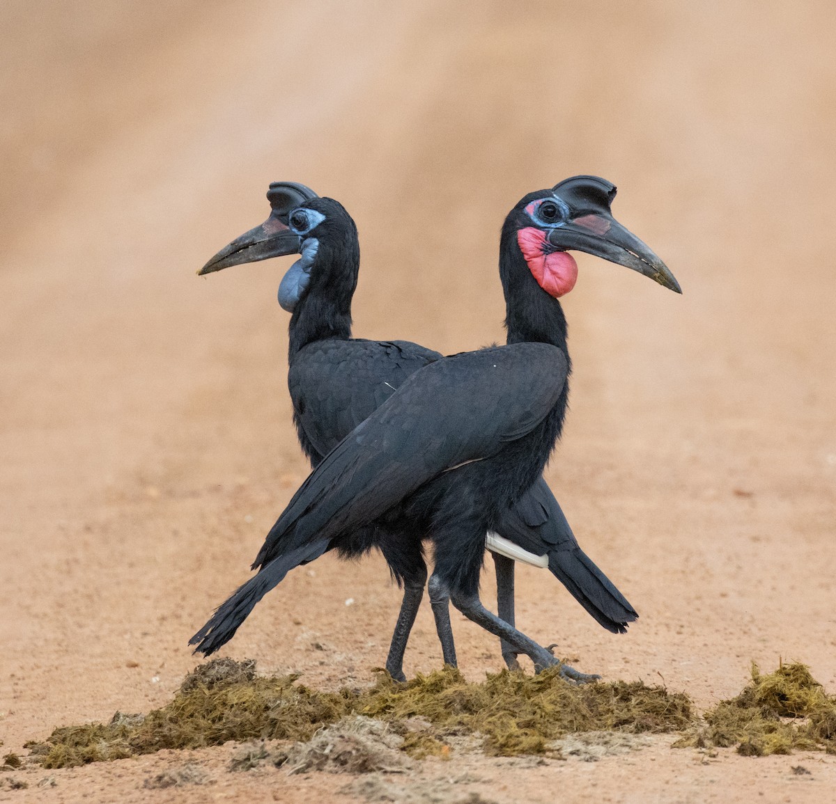 Abyssinian Ground-Hornbill - ML641738234