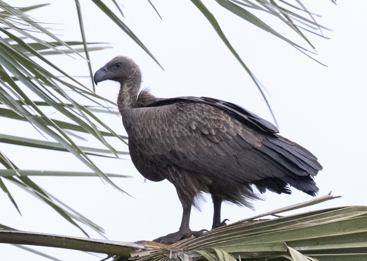 White-backed Vulture - ML641738238