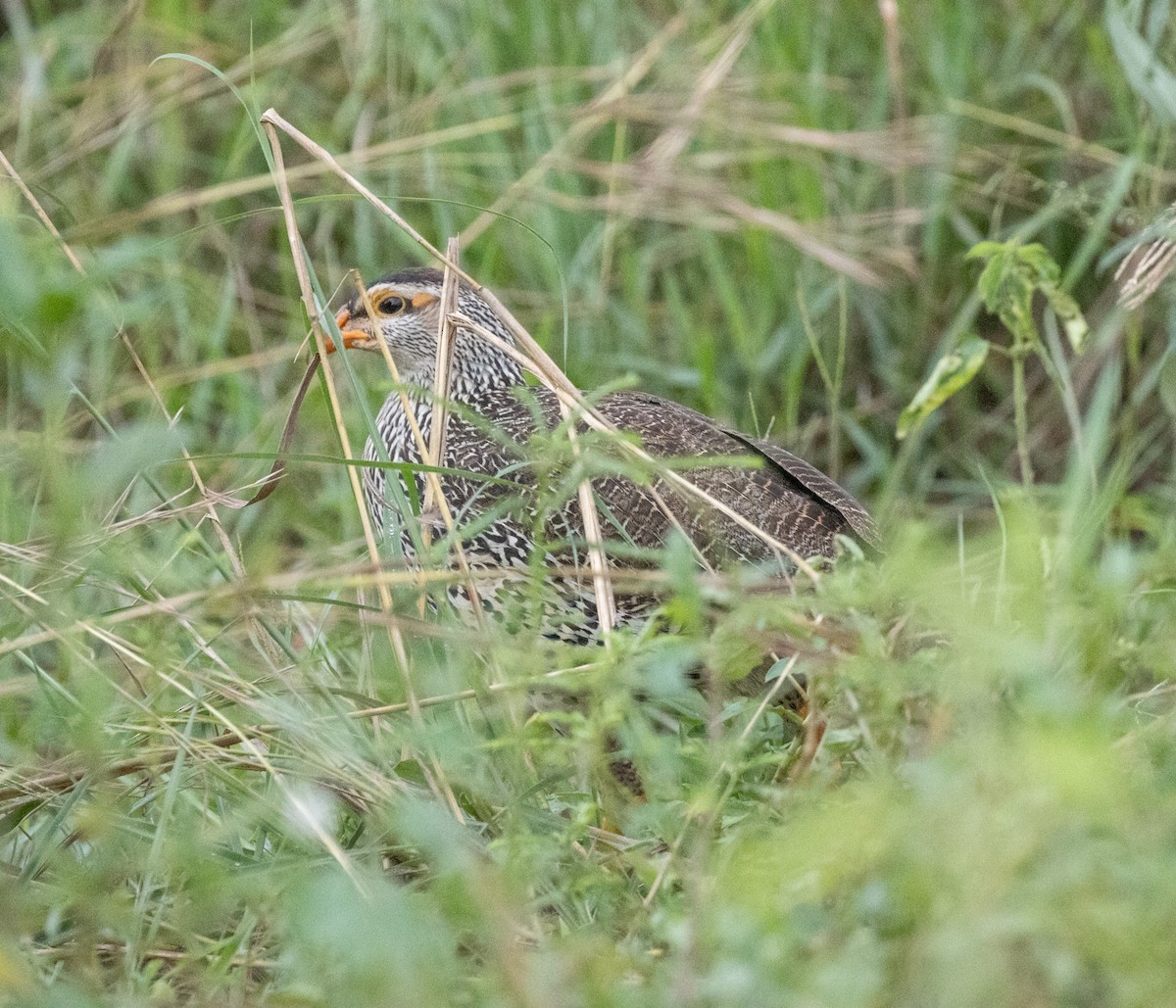 Heuglin's Spurfowl - ML641738244
