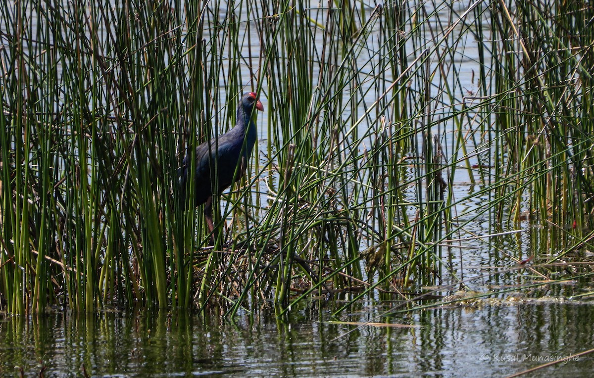Gray-headed Swamphen - ML641738266