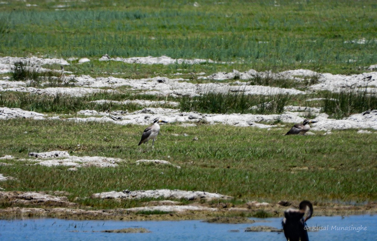 Great Thick-knee - ML641738278