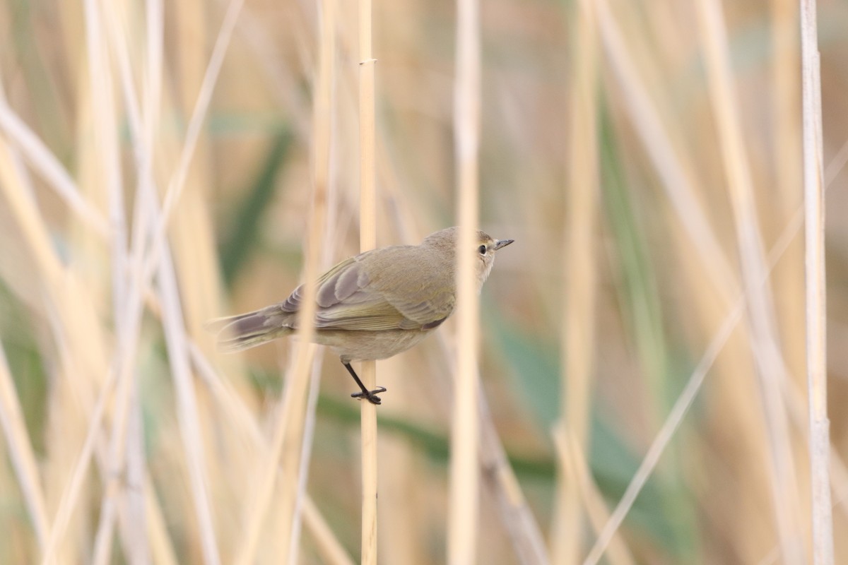 Common Chiffchaff - ML641738319