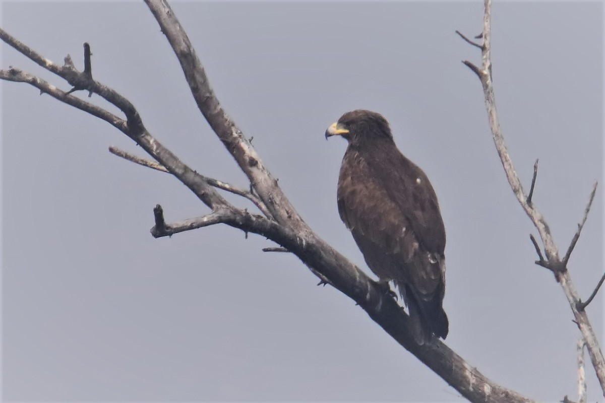 Águila India - ML641738357