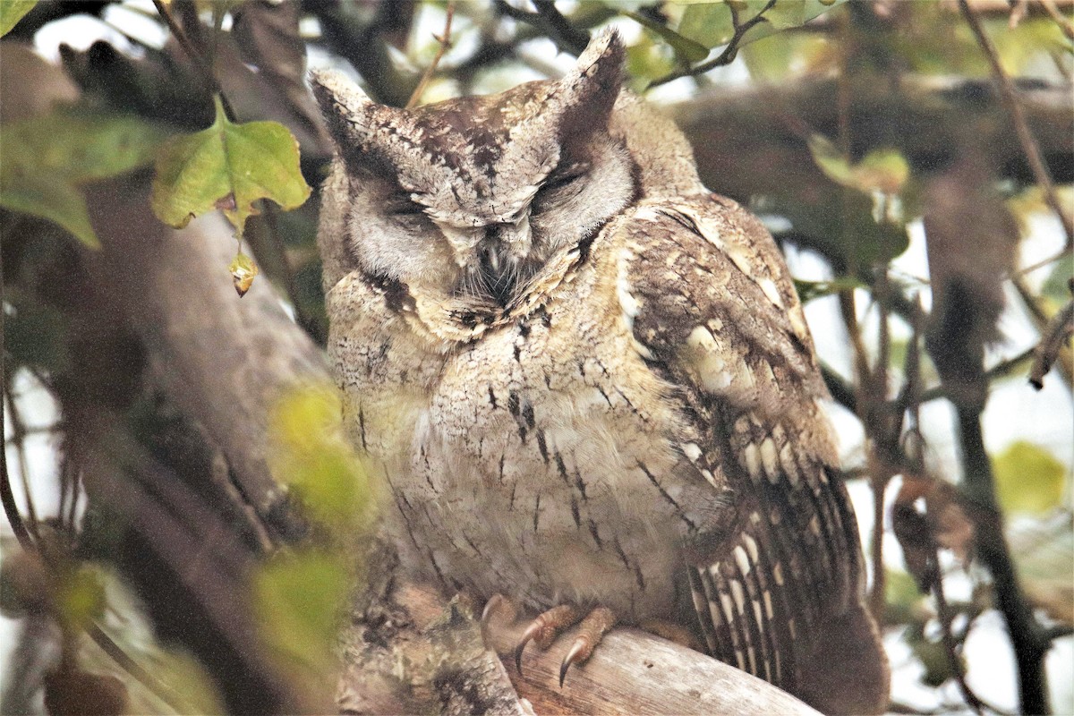 Indian Scops-Owl - ML641738358